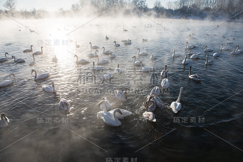 美丽的白色鸣叫天鹅