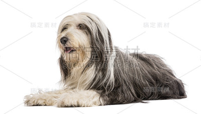5岁的大胡子牧羊犬，背靠白色背景躺着