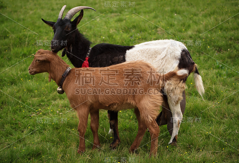 两个放牧山羊