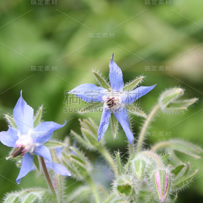 琉璃苣的花