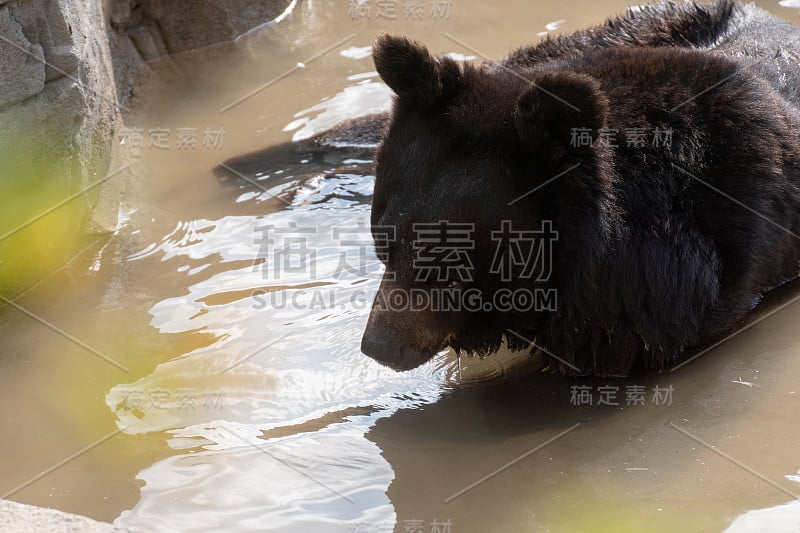 西藏黑熊在洗澡