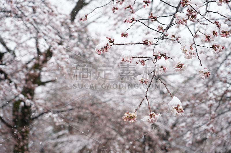 春天被雪覆盖的樱花。