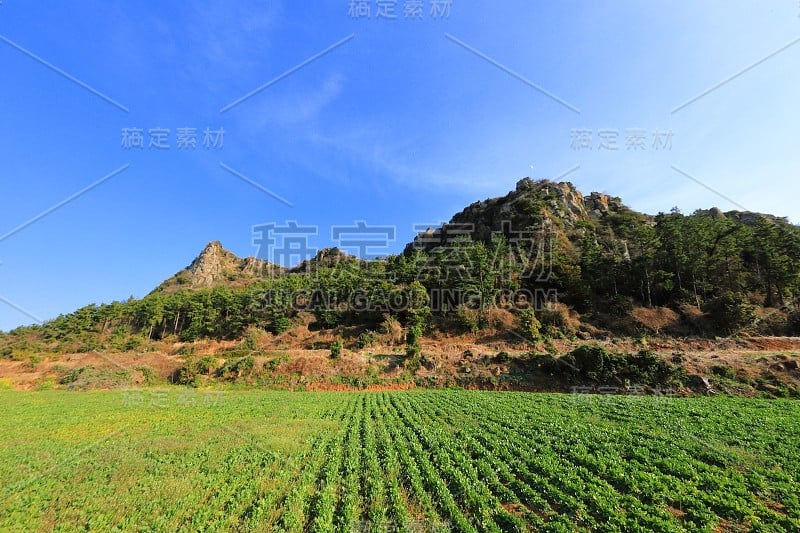 砀山、巴山、油菜花、大蒜、农村、农作、