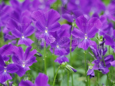 场的花