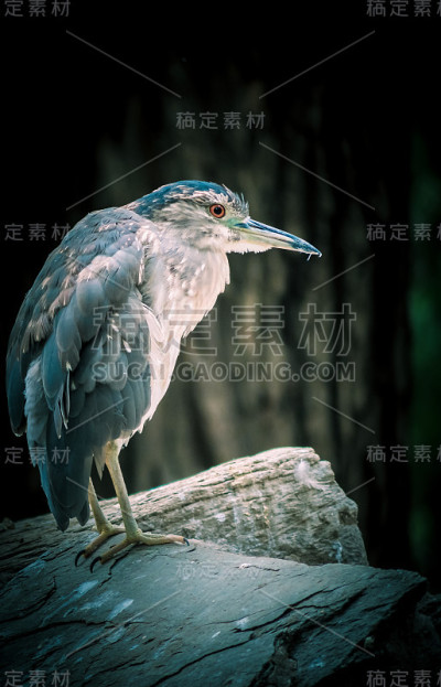 鸟