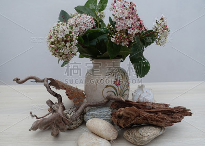 室内装饰盆花鹅卵石贝壳浮木