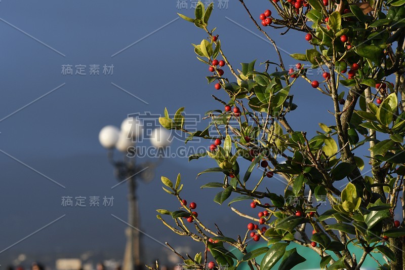 佛罗伦萨米开朗基罗广场植物上的红色浆果。意大利。