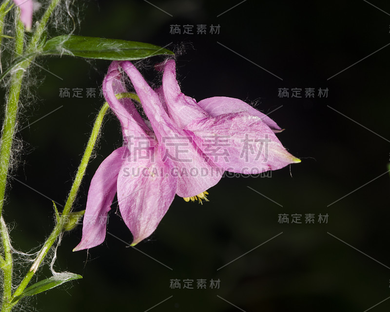 欧洲耧菜、水仙花的粉红色花，特写，选择性聚焦