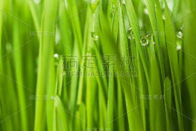 草地上的露珠水。
