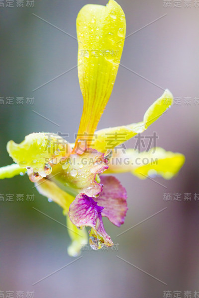 兰花