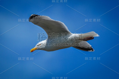 滑翔的海鸥