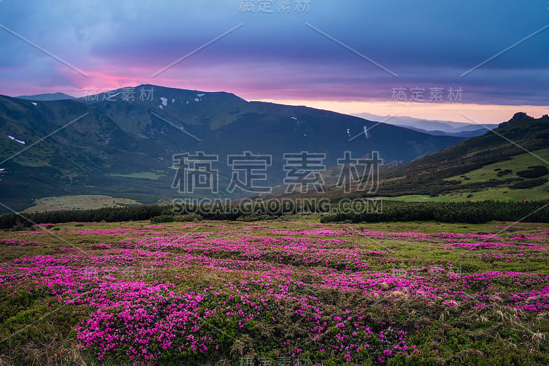 美丽的山景，盛开着粉红色的杜鹃花草地