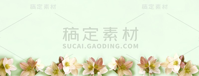 无缝的花边界与嚏根草花(圣诞玫瑰)孤立。绿色背景上的水平模式。框架——边界。美丽的贺卡。假期的概念。