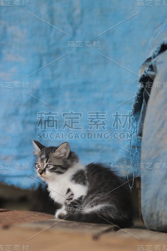 一只可爱的小猫，有着模糊的蓝色背景。小猫库存图片。