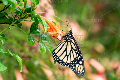 花上的帝王蝶
