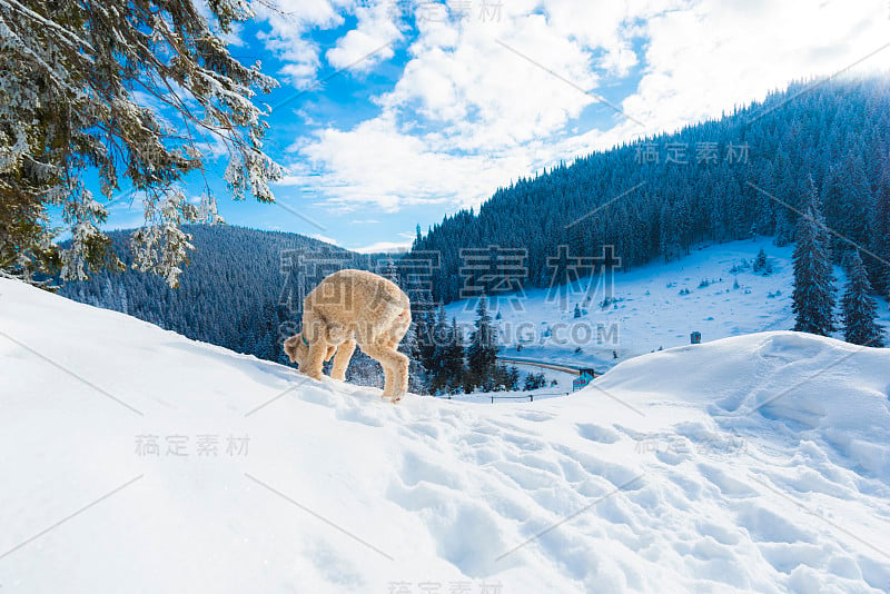 雪地里可爱的狗