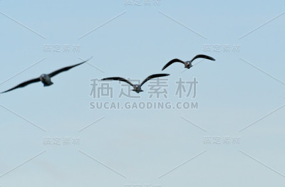 三只黑头海鸥在湛蓝的天空中飞翔