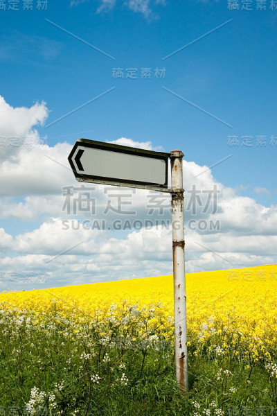 在油菜地上签字
