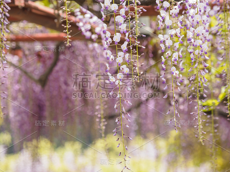 春花系列，紫藤花架