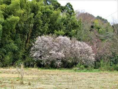日本。3月。大草地上有一棵梅树在森林里。