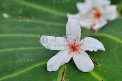 东树的花