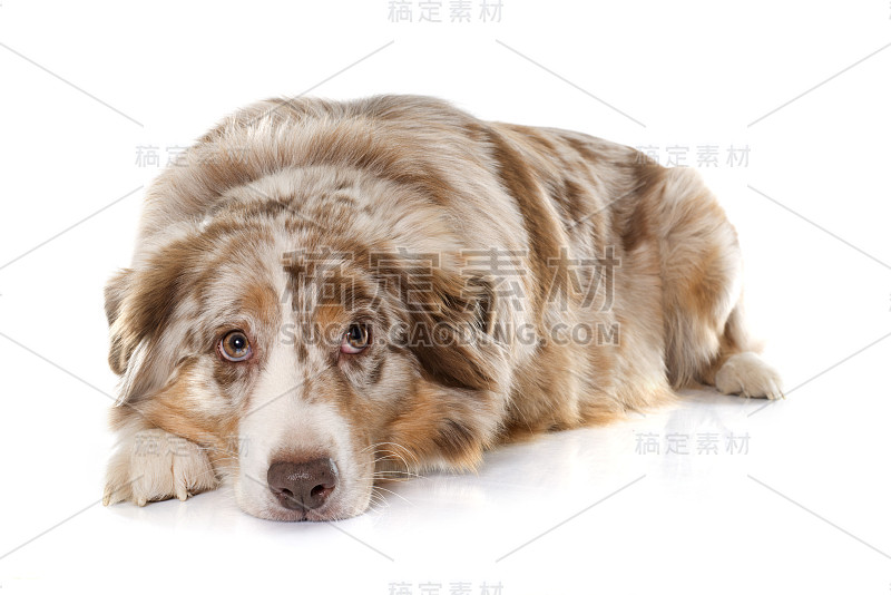 成人的澳大利亚牧羊犬