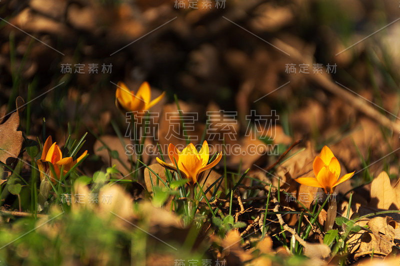 森林里春天的黄色番红花。野生藏红花花. .特写模糊的背景。