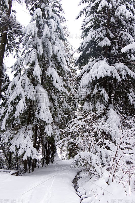 温哥华比弗湖步道被雪覆盖