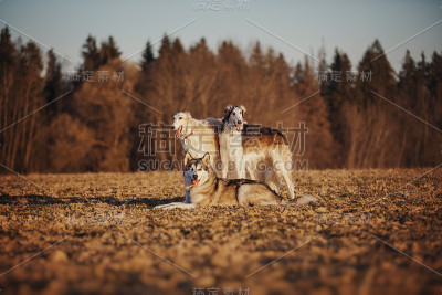 两只俄罗斯猎狼犬和阿拉斯加雪橇犬