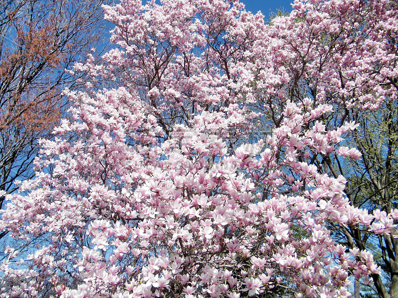 华盛顿木兰花2010年3月