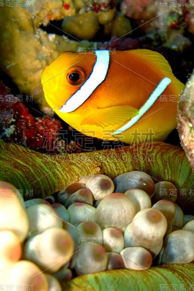 Anemonefish