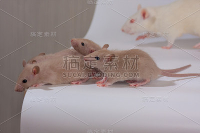 一只白色的大毛绒绒的老鼠