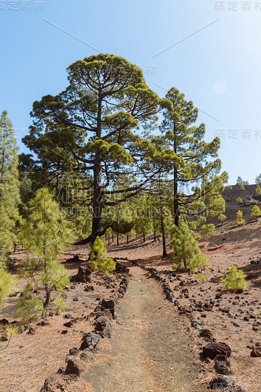 黑暗的火山沙漠景观与绿色的树木