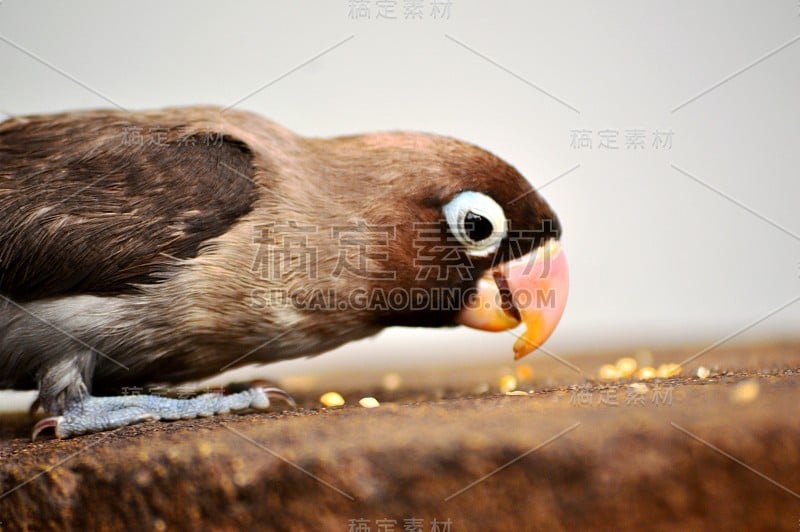 水泥地板上一只棕色鹦鹉的照片