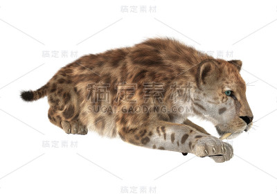 3D数字渲染剑齿虎在白色