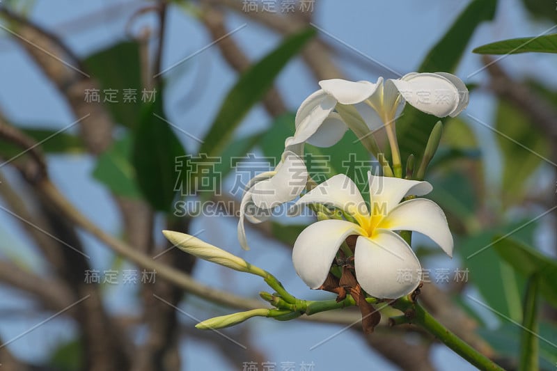 白色鸡蛋花，热带花卉，芳香，普遍用于装饰和装饰花卉的创意灵感和节日。