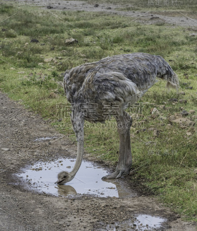 马赛鸵鸟(Struthio camelus massaicus)，也被称为粉颈鸵鸟或东非鸵鸟，恩戈罗
