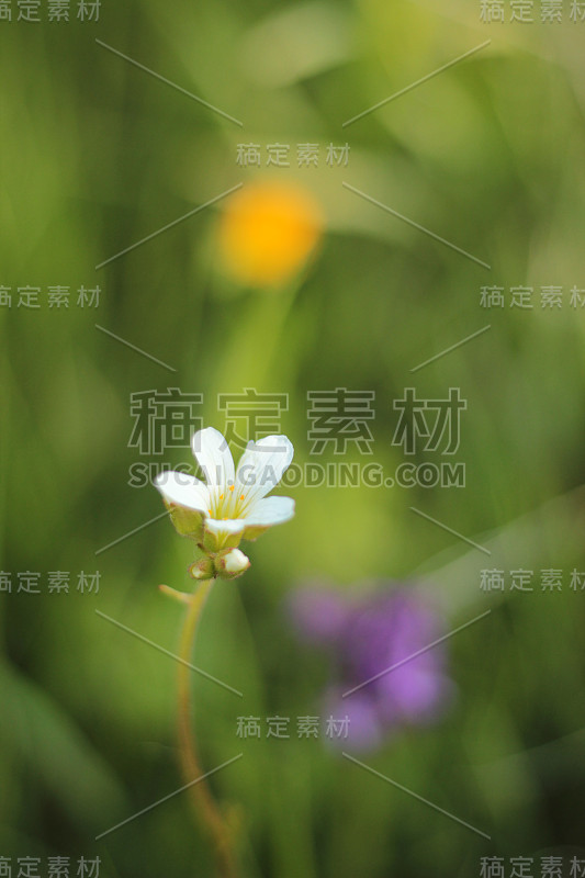 色彩艳丽的天然花朵。宏花与阳光