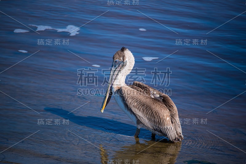 海中的滨鸟