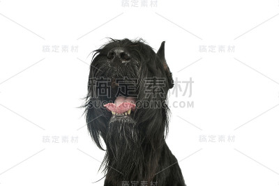 一只可爱的雪纳瑞犬的肖像