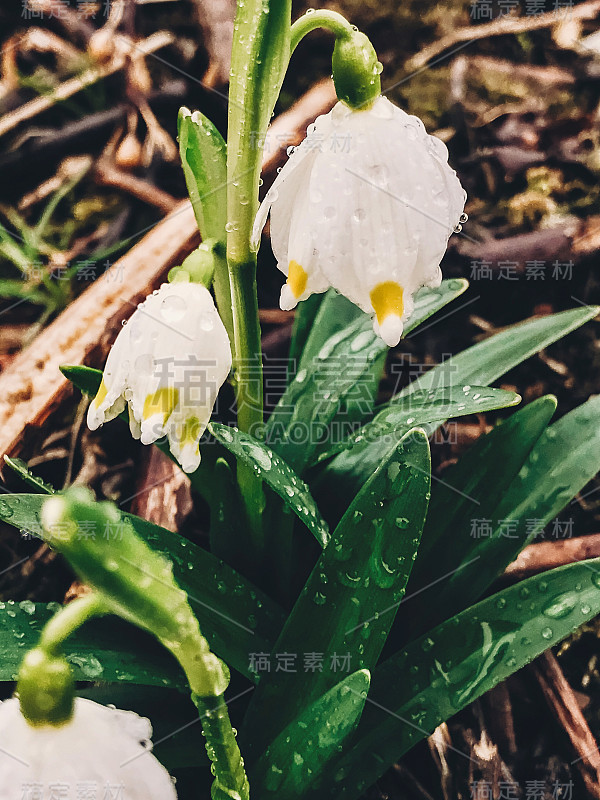 美丽的春花在露珠近了。雨后的花园中，春意盎然的雪花绽放着白色的花朵和绿色的茎干。你好,春天。自然的觉