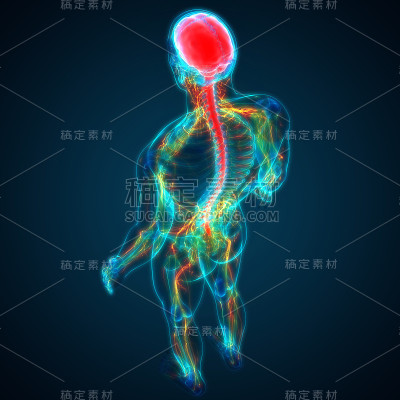 人脑神经系统的中枢器官