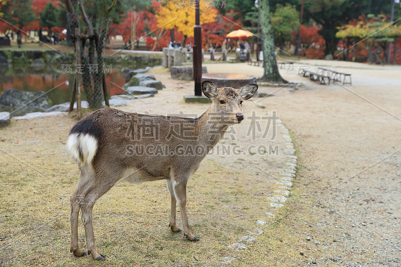 秋天，奈良国家公园里的日本圣鹿