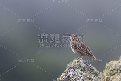 树 Pipit (Anthus trivialis)