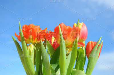 西班牙春花，郁金香