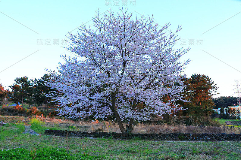 樱花、牧场、田野、樱花树、李子、油菜花、村庄、