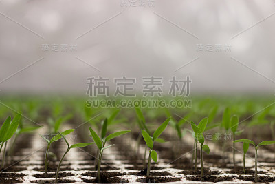 番茄幼苗萌芽