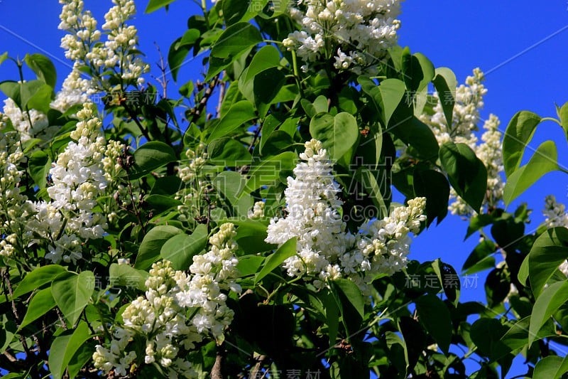 树上盛开的白色丁香花(紫丁香)