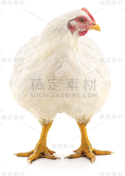 白他们。