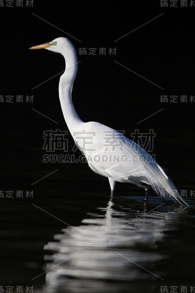 佛罗里达优雅的大白鹭